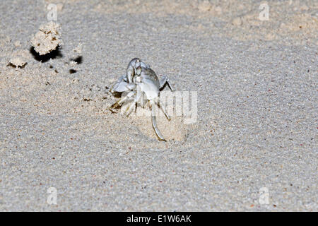 Ghost crab (Ocypode sp.) throwing ball sand out during construction burrow Sand Island Midway Atoll National Wildlife Refuge Stock Photo