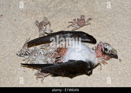 Ghost crabs (Ocypode sp.) scavenging dead Bonin petrel (Pterodroma hypoleuca) on beach at night  Sand Island Midway Atoll Stock Photo