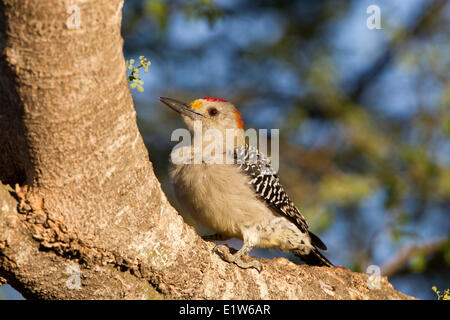 Golden-fronted woodpecker (Melanerpes aurifrons), male, Santa Clara Ranch, near Edinburg, South Texas.