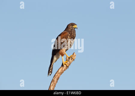 Harris's hawk (Parabuteo unicinctus), juvenile, Martin Refuge, near Edinburg, South Texas. Stock Photo