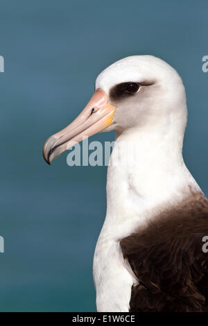 Laysan albatross (Phoebastria immutabilis) Sand Island Midway Atoll National Wildlife Refuge Northwest Hawaiian Islands. This Stock Photo