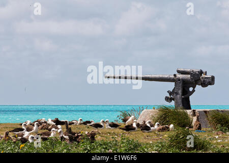 Laysan albatross (Phoebastria immutabilis) nest colony WWII gun the Battle Midway Eastern Island Midway Atoll National Wildlife Stock Photo