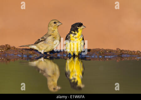 Lesser goldfinch (Carduelis psaltria) male female  at pond to drink bath Laguna Seca Ranch near Edinburg South Texas. Stock Photo