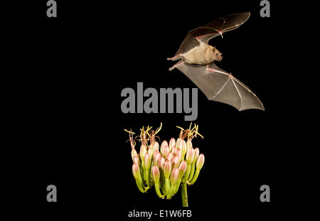 Lesser long-nosed bat (Leptonycteris yerbabuenae), feeding on Agave flower, Amado, Arizona. This bat is listed as vulnerable. Stock Photo