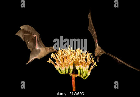 Lesser long-nosed bat (Leptonycteris yerbabuenae), feeding on Agave flower, Amado, Arizona. This bat is listed as vulnerable. Stock Photo