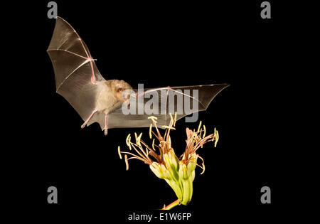 Mexican long-tongued bat (Choeronycteris mexicana) feeding on Agave flower Amado Arizona. This species bat is listed as near Stock Photo