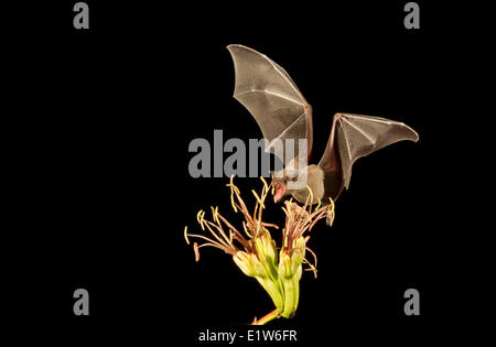 Nectar bat probably Mexican long-tongued bat (Choeronycteris mexicana) feeding on Agave flower Amado Arizona. This species bat Stock Photo