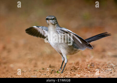 Northern mockingbird (Mimus polyglottos), flashing wings to flush insect prey, Laguna Seca Ranch, near Edinburg, South Texas. Stock Photo