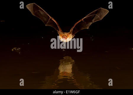Pallid bat (Antrozous pallidus), drinking, Elephant Head Pond, Amado, Arizona. Stock Photo