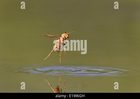 Paper wasp (Polistes sp.), taking off from surface of pond after drinking water, Laguna Seca Ranch, near Edinburg, South Texas. Stock Photo