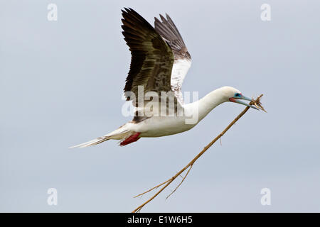 Red-footed booby (Sula sula rubripes) with nesting material  in flight Eastern Island Midway Atoll National Wildlife Refuge Stock Photo