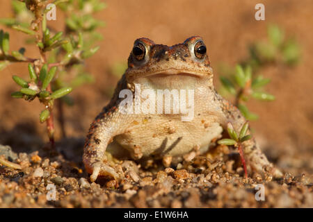 Red-spotted toad (Bufo punctatus), Amado, Arizona. (temporarily captive) Stock Photo