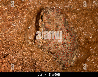 Red-spotted toad (Bufo punctatus), buried in sand, Amado, Arizona. (temporarily captive) Stock Photo