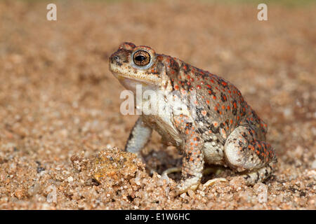 Red-spotted toad (Bufo punctatus), Amado, Arizona. (temporarily captive) Stock Photo