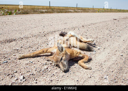 Road-killed swift fox kit (Vulpes velox) near a Colorado. Vehicles are a major source mortality for swift foxes. This species Stock Photo