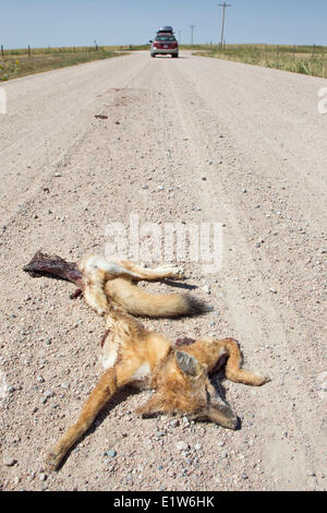 Road-killed swift fox kit (Vulpes velox) near Pawnee National Grassland Colorado. Vehicles are a major source mortality for Stock Photo