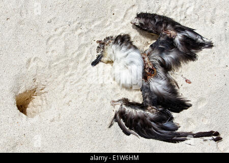 Dead Bonin petrel (Pterodroma hypoleuca) the day after it was scavanged by ghost crabs (Ocypode spp.) with opening to ghost Stock Photo