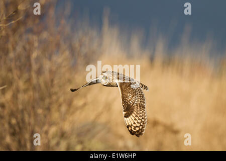 Short-eared owl (Asio flammeus), in flight, Brunswick Point, Delta, British Columbia. Stock Photo