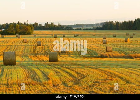 Baled hay, Clyde River, Prince Edward Island, Canada Stock Photo