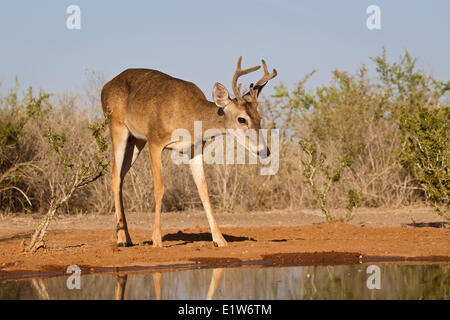 White-tailed deer (Odocoileus virginianus), buck, at pond to drink water, Santa Clara Ranch, near Edinburg, South Texas. Stock Photo