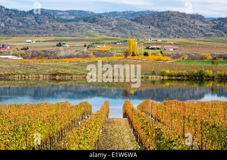 View of houses and vineyards in Oliver, Okanagan Valley of British Columbia, Canada. Stock Photo