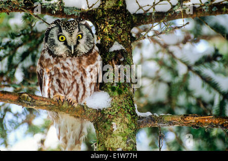 Boreal Owl, (Aegolius funereus) Stock Photo
