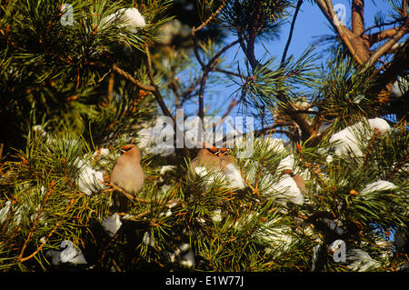 Cedar Waxwing, (Bombycilla cedrorum) Stock Photo