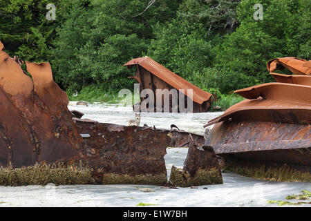 A lone Timber Wolf (Canus lupus) roams among the remains an old shipwreck at Louie Bay on Nootka Island British Columbia Canada. Stock Photo