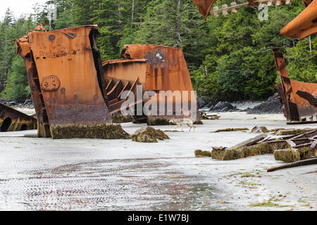 A lone Timber Wolf (Canus lupus) roams among the remains an old shipwreck at Louie Bay on Nootka Island British Columbia Canada. Stock Photo