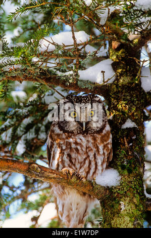 (Aegolius funereus) Boreal Owl Stock Photo