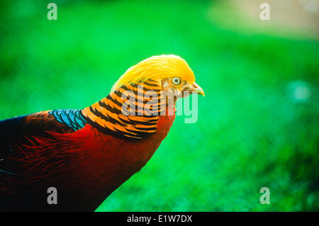 Golden Pheasant, (Chrysolophus pictus) Stock Photo