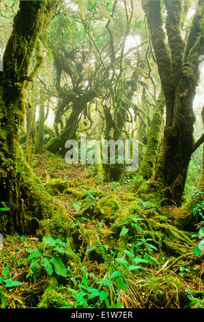 Moss covered Oak forest, Volcan Barva Trail, Braulio Carrillo National Park, Costa Rica