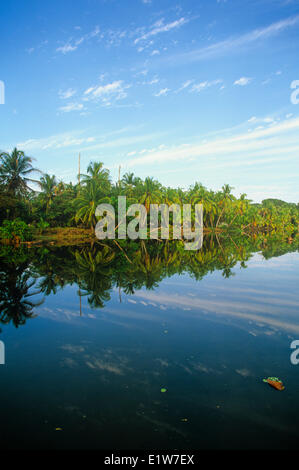 Coconut trees on coastline, Cahuita, Costa Rica Stock Photo