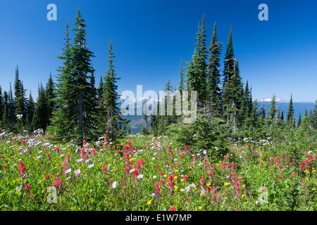 Subalpine daisy (Erigeron peregrinus Common Red Paintbrush (Castilleja miniata,) Mountain arnica (Arnica latifolia,) Subalpine Stock Photo