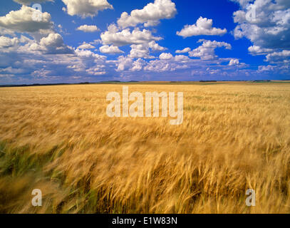 Wind-blown maturing barley field and sky with cumulus clouds, Tiger Hills, Manitoba, Canada Stock Photo