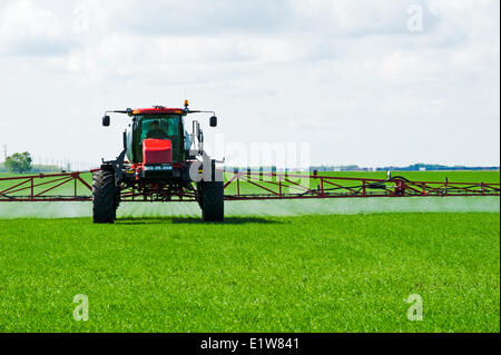 A high clearance sprayer applies a chemical application of herbicide to early growth wheat near Dugald, Manitoba, Canada Stock Photo