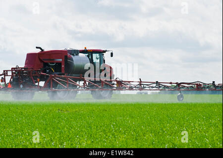 A high clearance sprayer applies a chemical application of herbicide to early growth wheat near Dugald, Manitoba, Canada Stock Photo