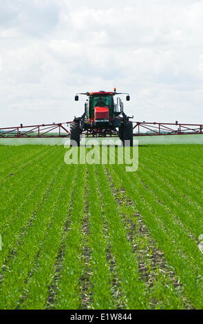 A high clearance sprayer applies herbicide to early growth wheat near Dugald, Manitoba, Canada Stock Photo