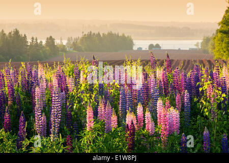 Lupines, Fairview, Prince Edward Island, Canada Stock Photo