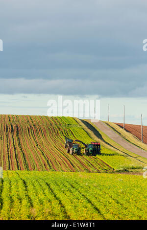 Harvesting carrots, Hampton, Prince Edward Island, Canada Stock Photo