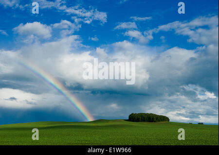 Early growth canola and rainbow in the sky , Tiger Hills, Manitoba, Canada Stock Photo