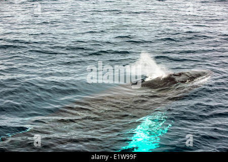 Humpback Whale spouting, (Megaptera novaeangliae, Witless Bay Ecological Reserve, Newfoundland, Canada Stock Photo