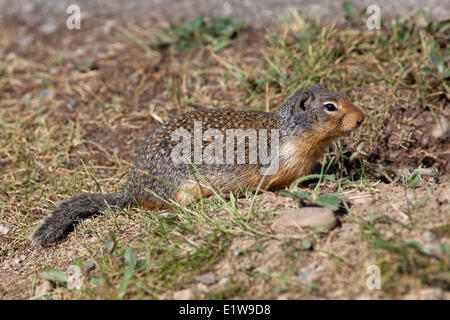 Columbian Ground Squirrel (Urocitellus columbianus), Manning Provincial Park, British Columbia, Canada Stock Photo