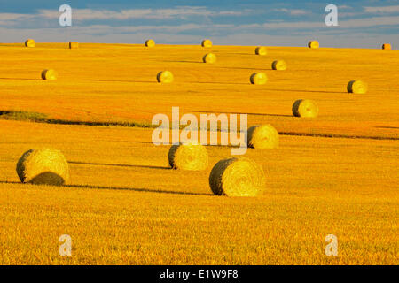 Bales in field at sunset, Grande Prairie, Alberta, Canada Stock Photo