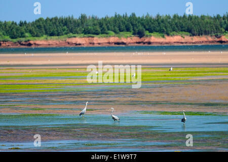 Great blue herons  (Ardea herodias)  at low tide, Annandale, Prince Edward Island, Canada Stock Photo