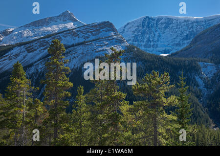 Lodgepole pine trees and the Canadian Rocky Mountains, Jasper National Park, Alberta, Canada Stock Photo