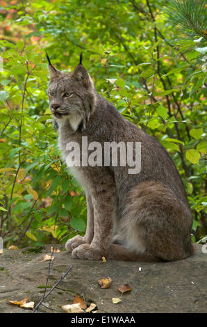 Lynx (Lynx canadensis) sitting on large boulder in late summer. Minnesota, United States of America Stock Photo