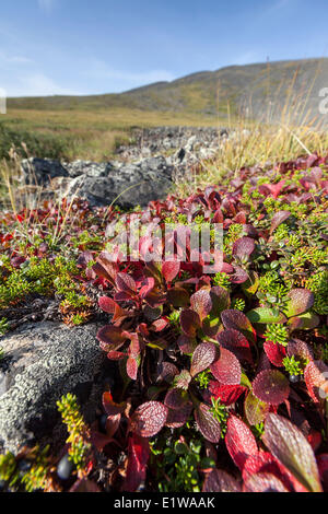 Bearberry (Arctostaphylos alpina) leaves turned bright red in early Autumn in the Yukon above the Arctic Circle, Canada