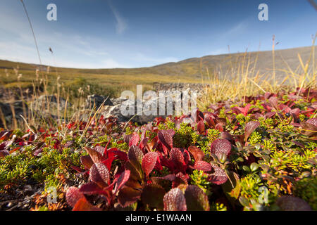 Bearberry (Arctostaphylos alpina) leaves turned bright red in early Autumn in the Yukon above the Arctic Circle, Canada