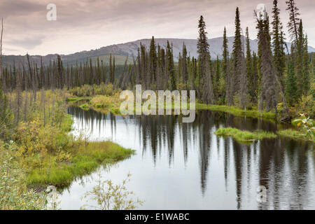 Wetlands and boreal forest along the Dempster Highway in the Yukon, Canada
